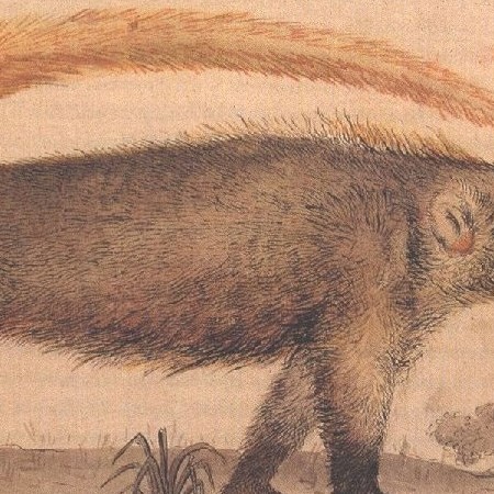 Procionido. Specie di orso chiamato Tejón (Nasua)