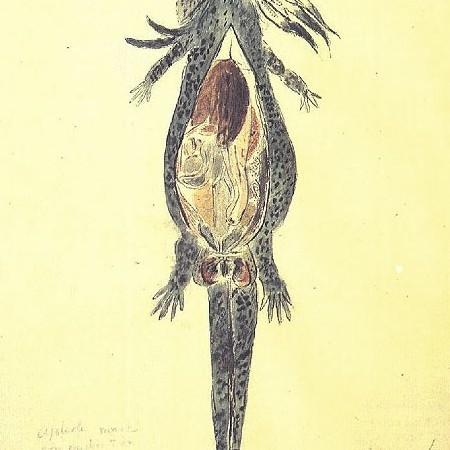 Anatomia di un ajolote maschio