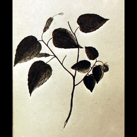 Malvaceae (Pavonia)