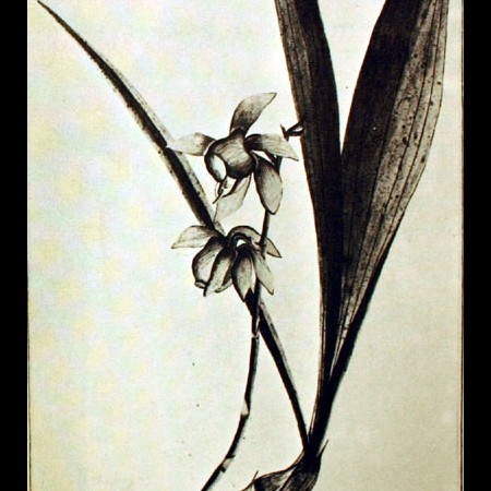 Orchideacea (Epidendium)