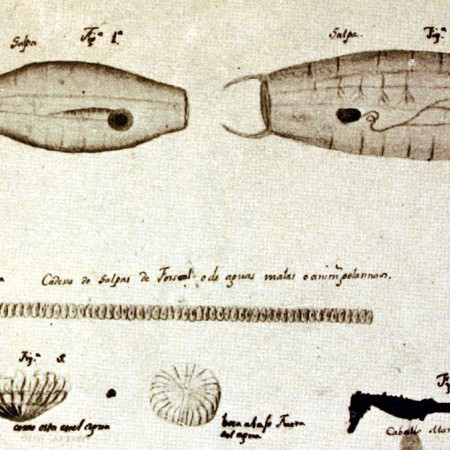 Meduse e cavalluccio marino